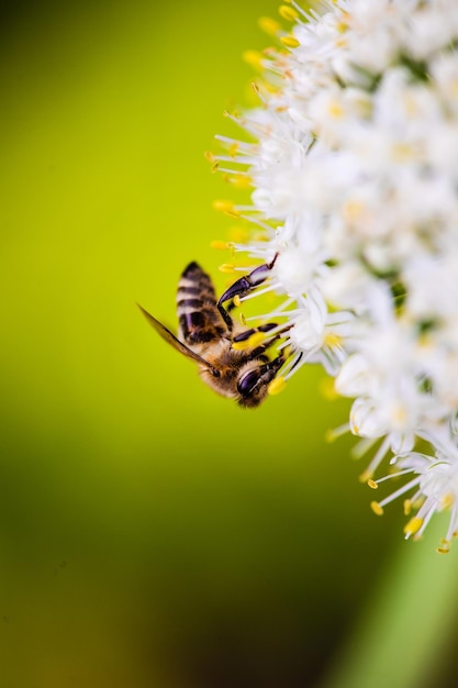 Foto sull'ape di primo piano del fiore