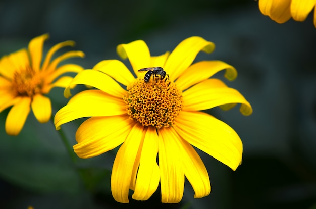 Bee on a flower collecting pollen to create honey