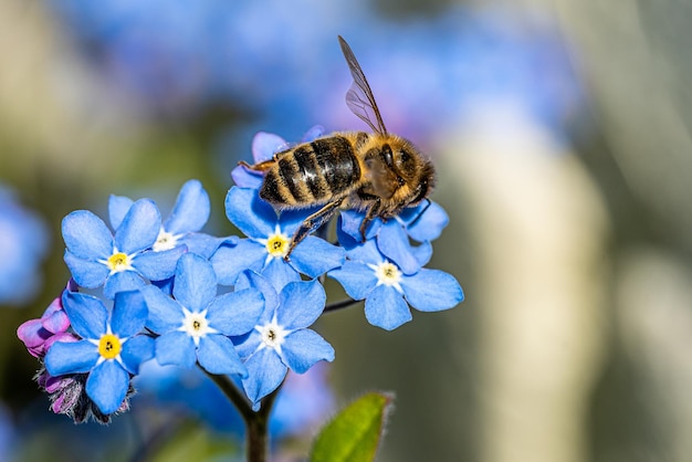 Пчела на цветке собирает пыльцу Медоносная пчела собирает нектар с летних цветов