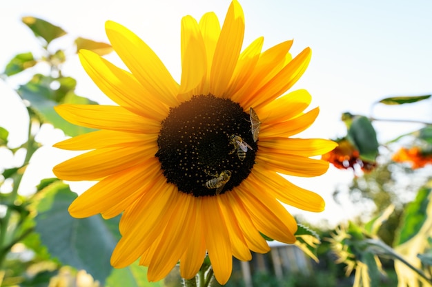 Bee and flower Field of decorative sunflowers with bees collecting pollen at sunset