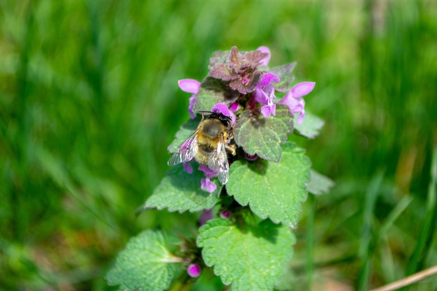 A bee on a flower in the grass