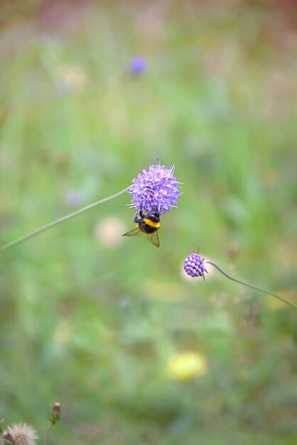 Photo bee and flower in the meadow