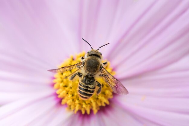 自然の花に蜂