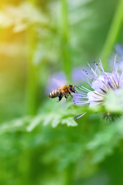 蜂と花 phacelia 緑の背景に晴れた日に phacelia から花粉を集める飛行蜂をクローズ アップ Phacelia tanacetifolia レース 夏と春の背景