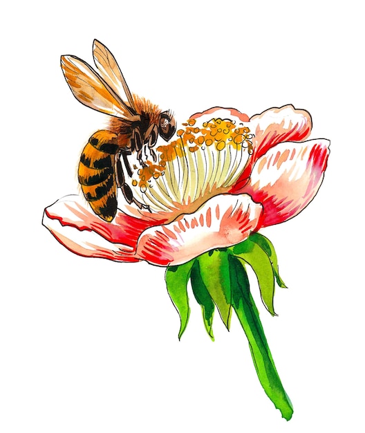 Photo Bee On A Flower Watercolor Drawing