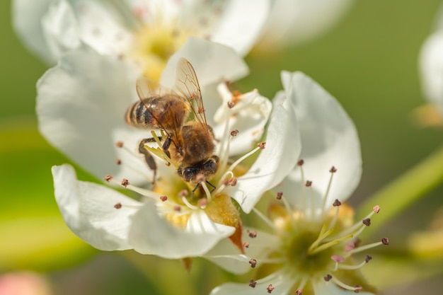 Ape su un fiore dei fiori bianchi. un'ape che raccoglie polline