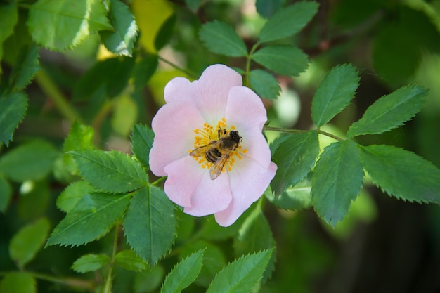 야생 장미 꽃에 꿀벌 꽃에 야생 핑크 장미를 pollinating 꿀벌