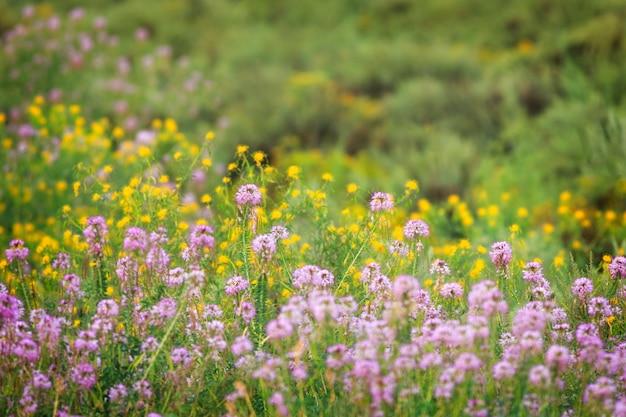 アリゾナの蜂の花の野の花