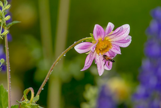 A bee on a flower with dew drops on it