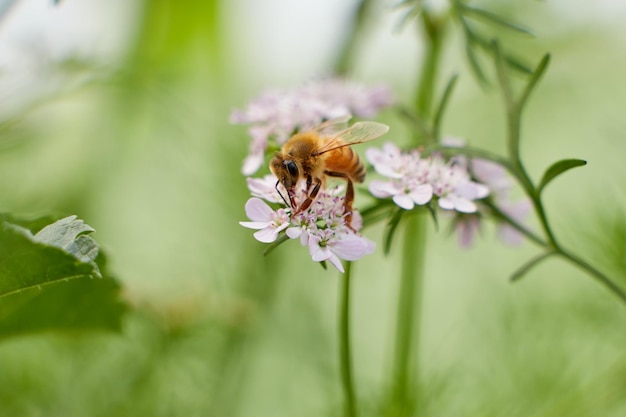 A bee on a flower with a green background