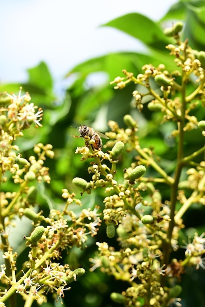 A bee on a flower with the word honey on it