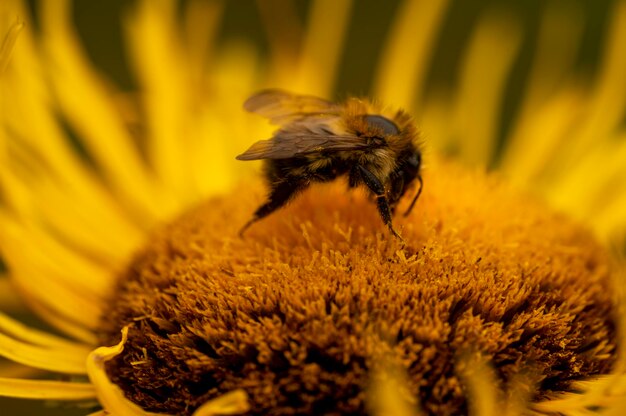 Bee on flower