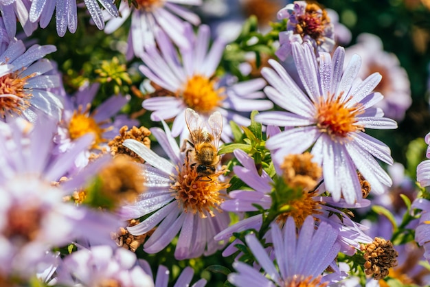 Bee on the flower