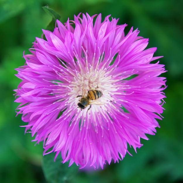 Bee on flower