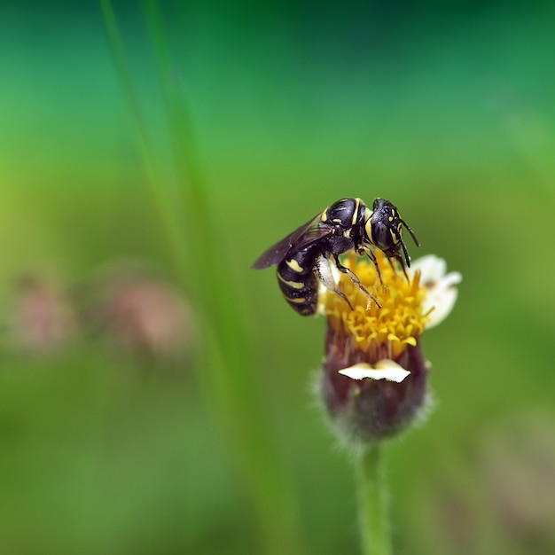 bee on flower