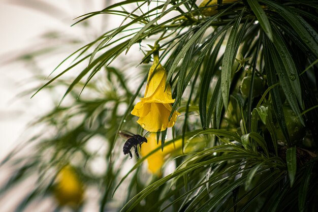 Bee in flower