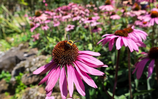 Bee on a flower