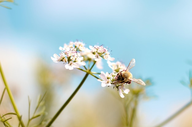 A bee on a flower