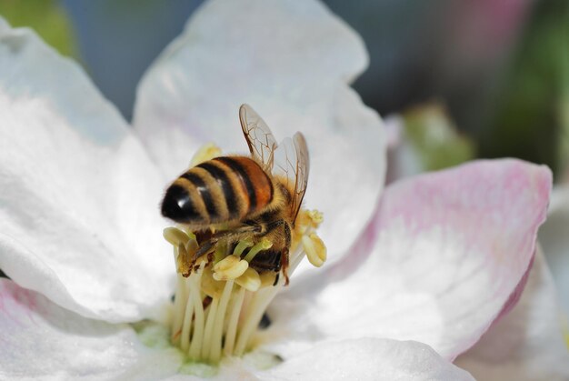 Bee on flower