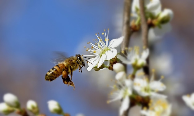 Photo bee on a flower