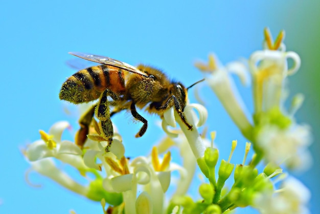 bee on flower