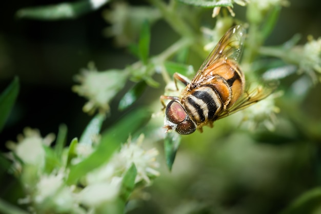 Bee and flower