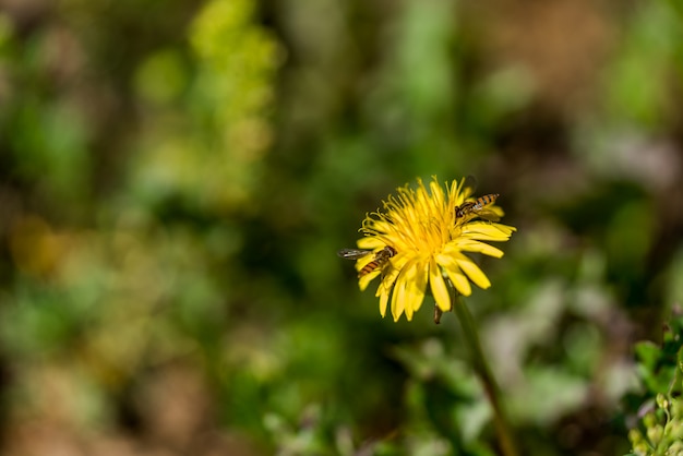 Bee on Flower