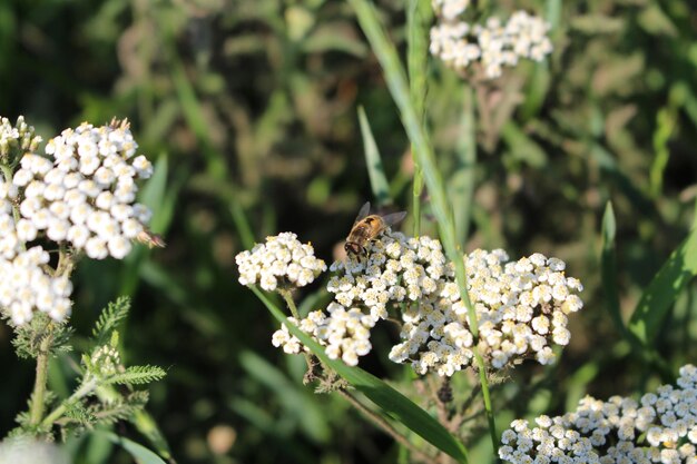 Photo a bee on a flower