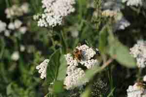 Photo a bee on a flower