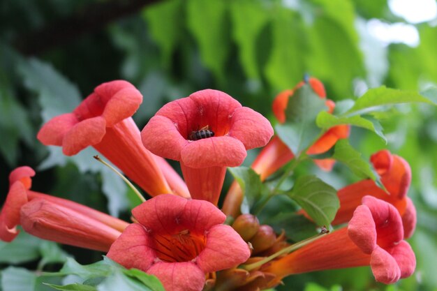 A bee on a flower