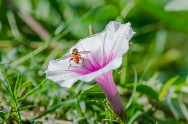 Photo bee on flower