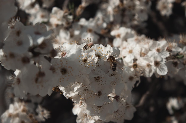 A bee on a flowering tree 2