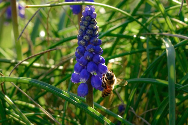 Bee on flowers in spring