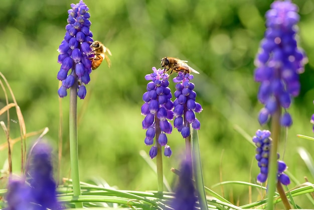 Bee on flowers in spring