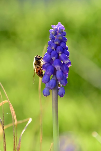 Bee on flowers in spring