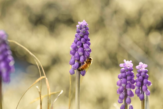 Пчела на цветах весной