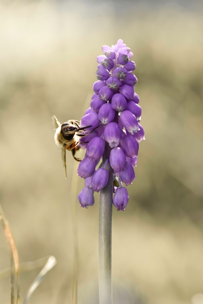 春の花に蜂