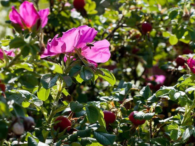 野生のバラの茂みにハチが飛ぶ