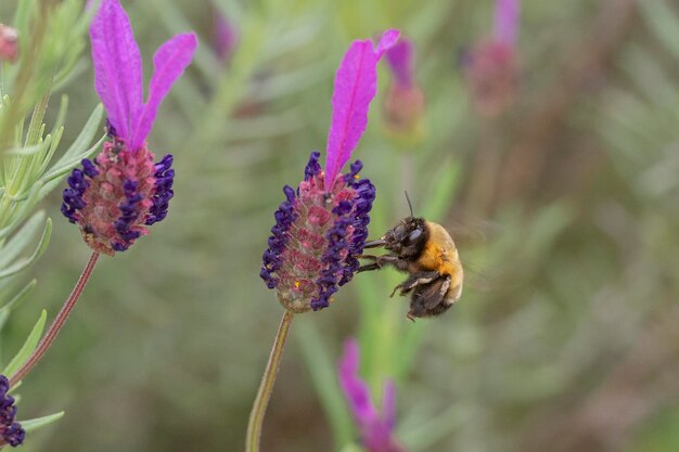 Bee flying Anthophora hispanica Cordoba Spain