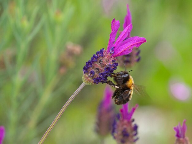 Bee flying Anthophora hispanica Cordoba Spain