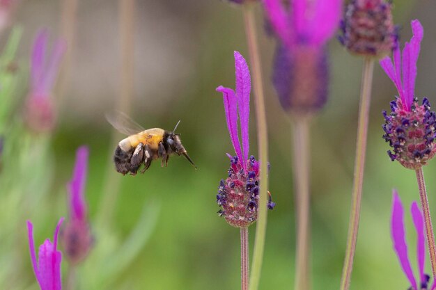 Photo bee flying anthophora hispanica cordoba spain