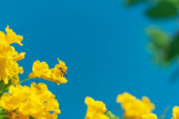 青い空に黄色の花の周りを飛んでいる蜂