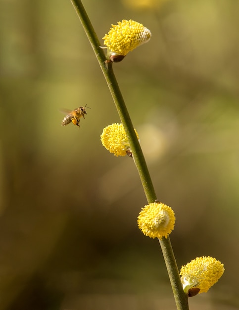 黄色の柳の尾状花序、野生の周りを飛んでいる蜂