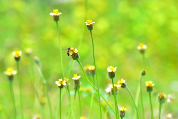 美しい花に飛ぶ蜂