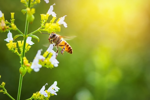 A Bee flying to the beautiful flower.