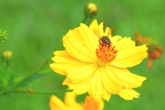 美しい花に飛ぶ蜂