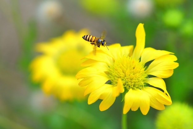 a Bee flying to the beautiful flower