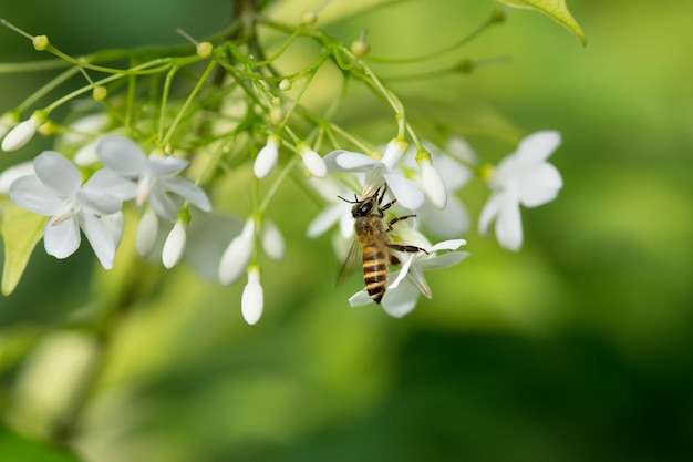 美しい花に飛んでいる蜂。