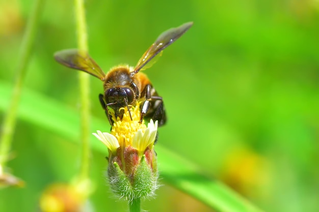 Bee flying to the beautiful flower