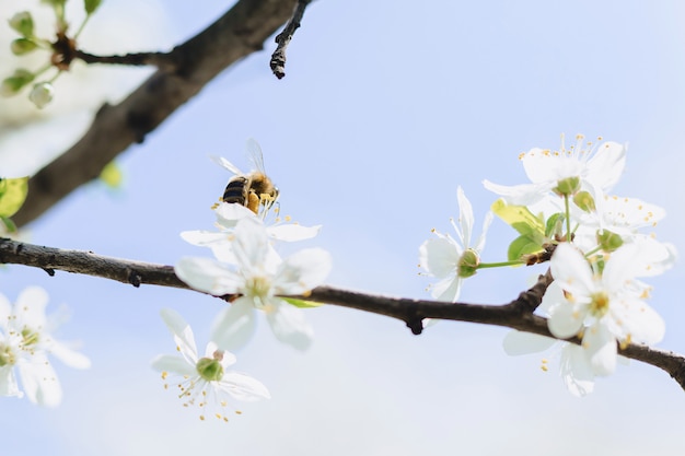 Bee flying over cherry or apple blossom